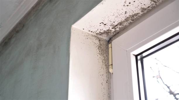 Trusted Venus, TX Mold Removal Experts