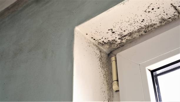 Best Attic Mold Removal  in Venus, TX