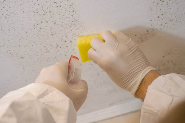 Best Mold Removal for HVAC Installations  in Venus, TX